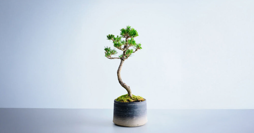 五葉松の育て方｜6つのポイントとトラブルについて