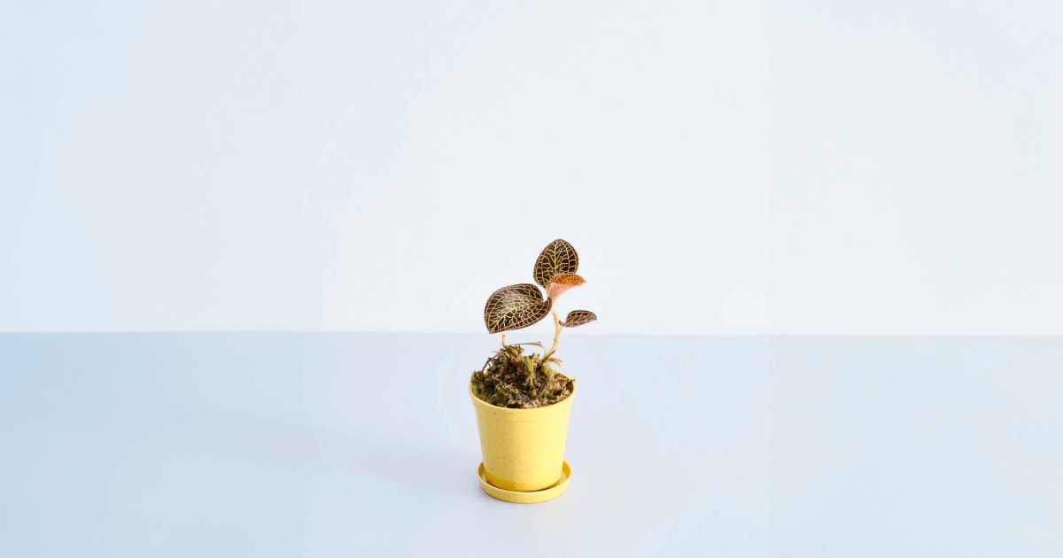 ジュエルオーキッド（アルボリネアータ）の育て方