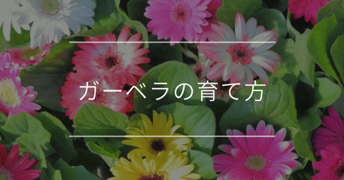 ガーベラの育て方｜適切な栽培環境とよくあるトラブルの対処法