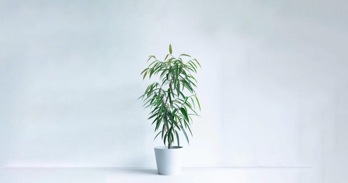 ショウナンゴムノキの育て方