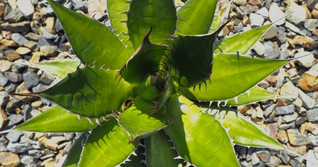 アガベ・ホリダの育て方