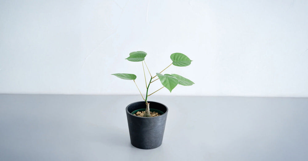 ボンバックス実生の育て方｜丸く太くする方法も解説