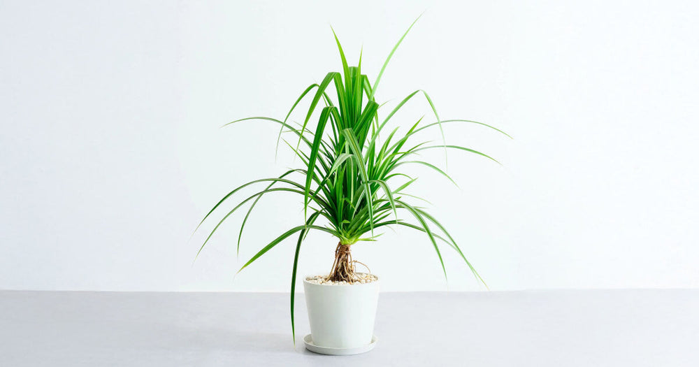 タコノキの育て方｜増やし方やトラブルについても解説