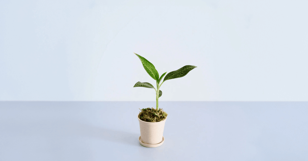 ジュエルオーキッド(ディスカラー)の育て方