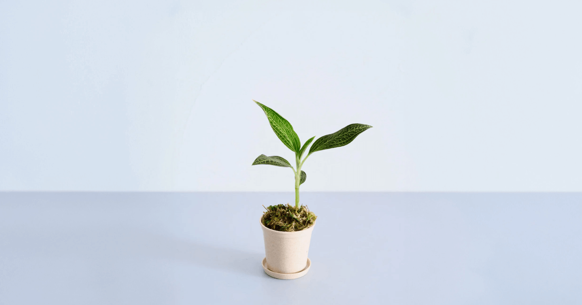 ジュエルオーキッド(ディスカラー)の育て方