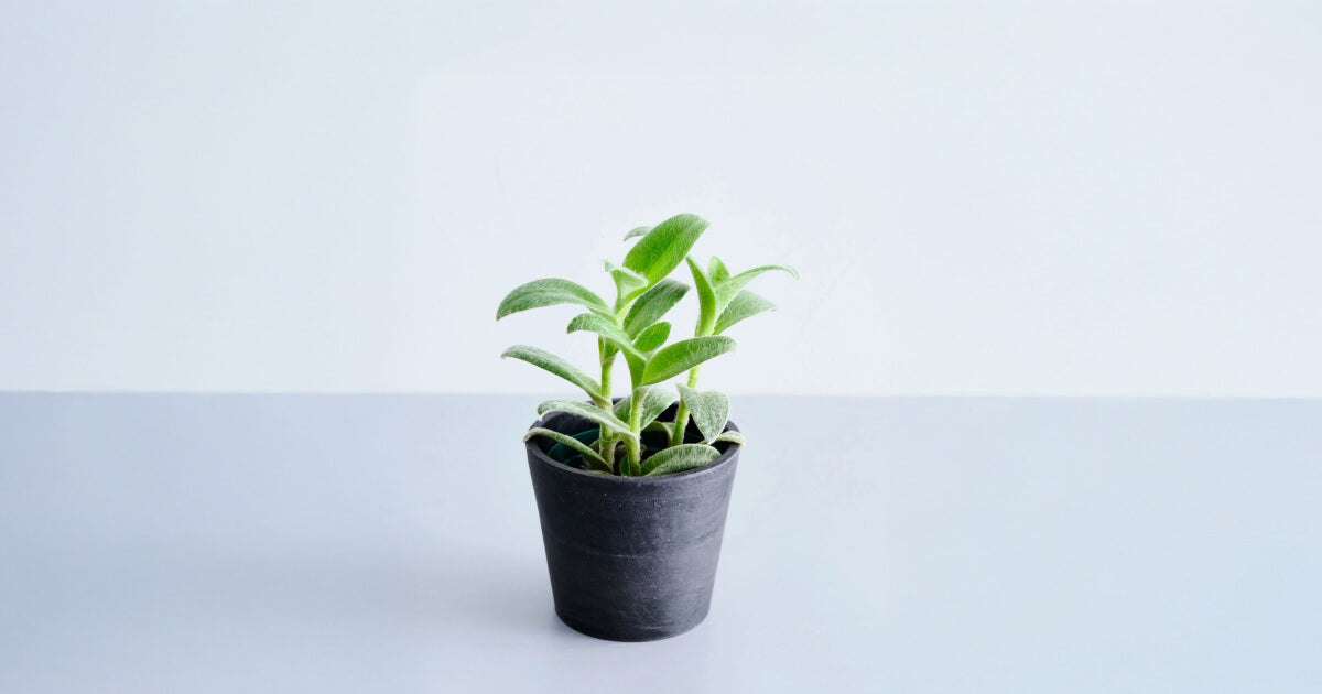 トラディスカンティア・白絹姫の育て方｜5つのポイントや増やし方について