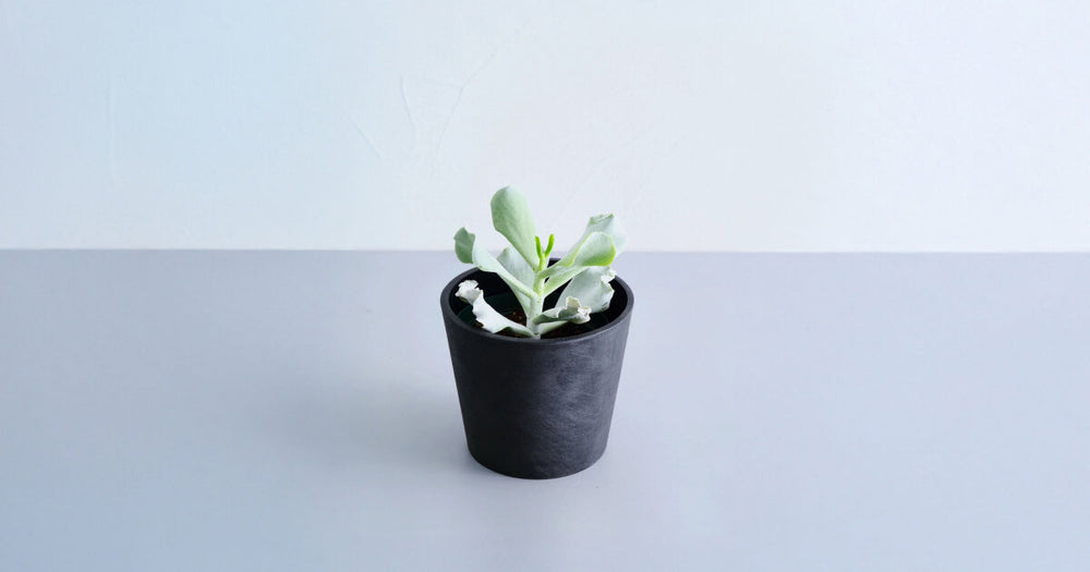 コチレドン・ペパーミントの育て方｜5つのポイントとトラブルについて