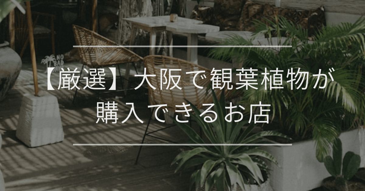【厳選】大阪で観葉植物が購入できるお店