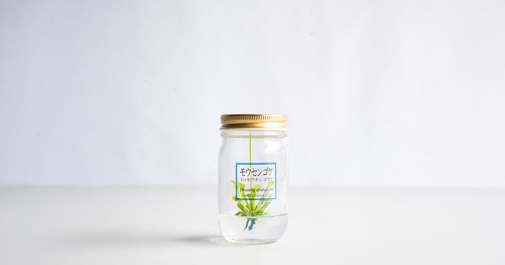 モウセンゴケの育て方｜植え替えやトラブル対処法を解説