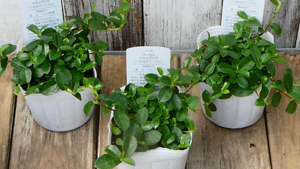 つる性ガジュマルの育て方｜植え替えや増やし方