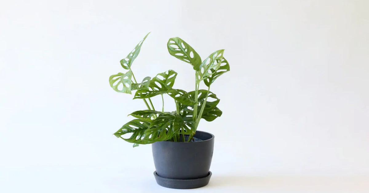 マドカズラ　育て方