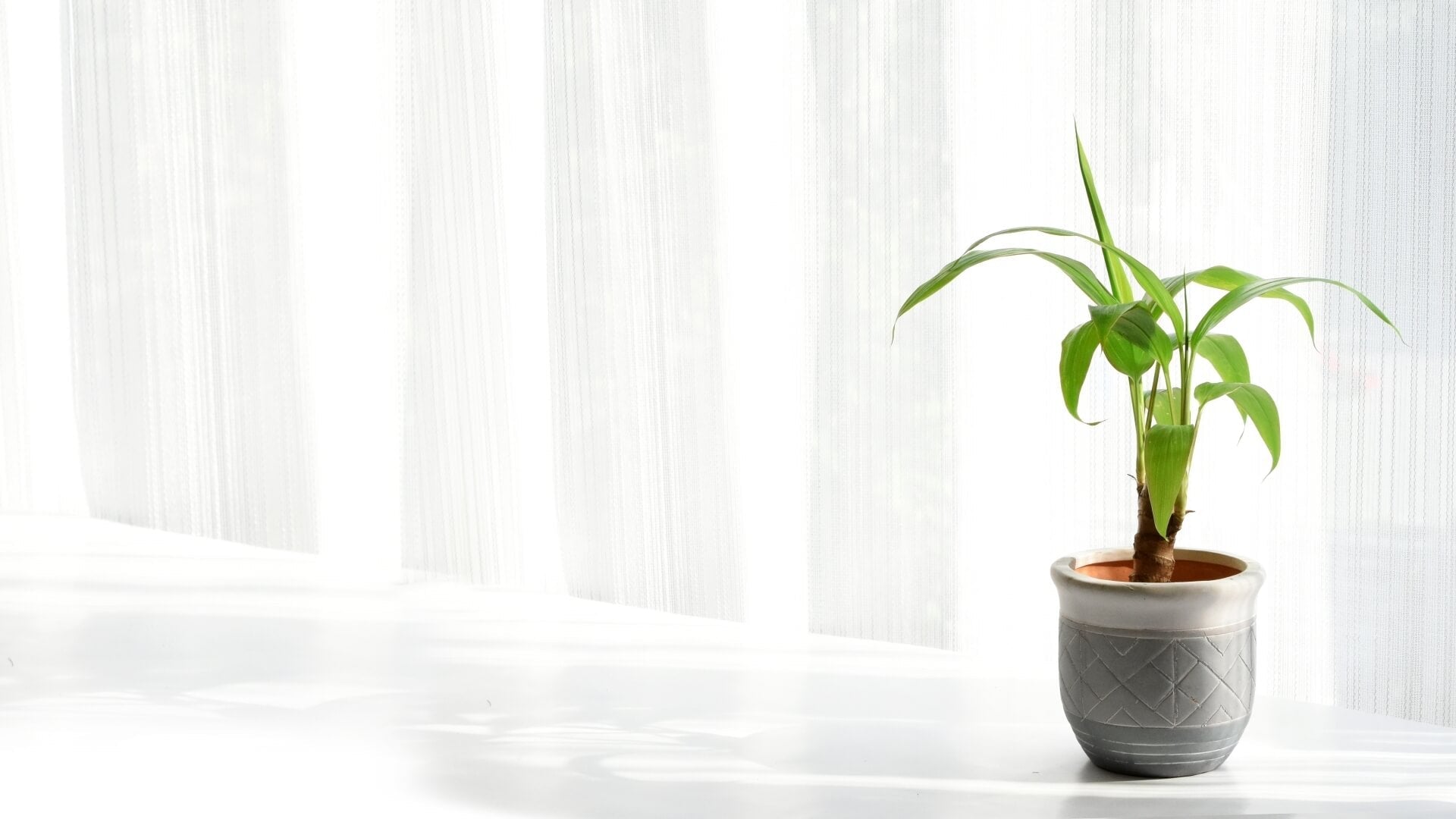 ドラセナ・ナビーの育て方｜増やし方も解説