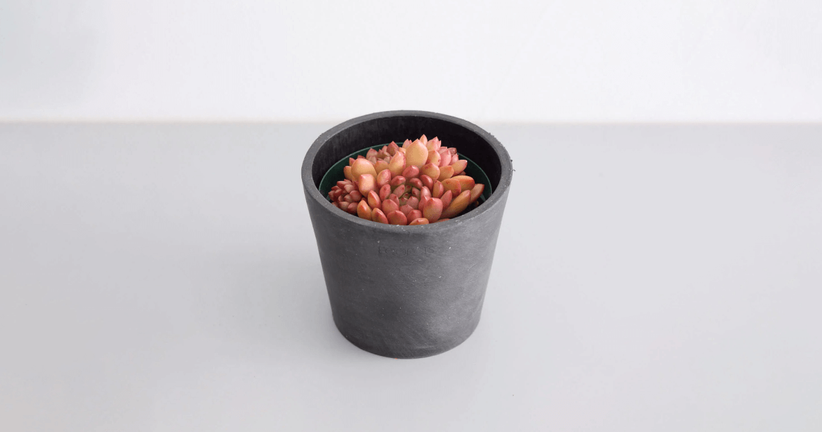 グラプトベリアの育て方｜5つのコツと増やし方について