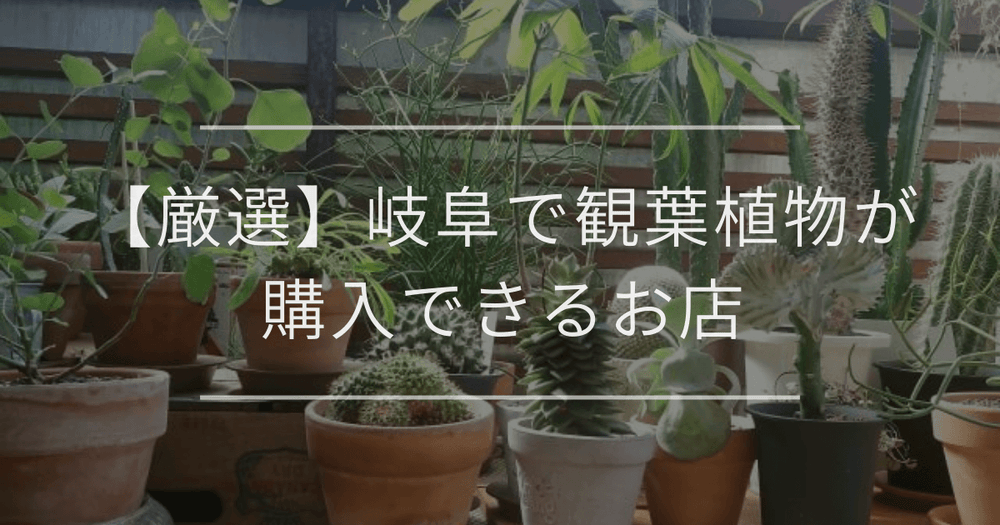 【厳選】岐阜で観葉植物が購入できるお店