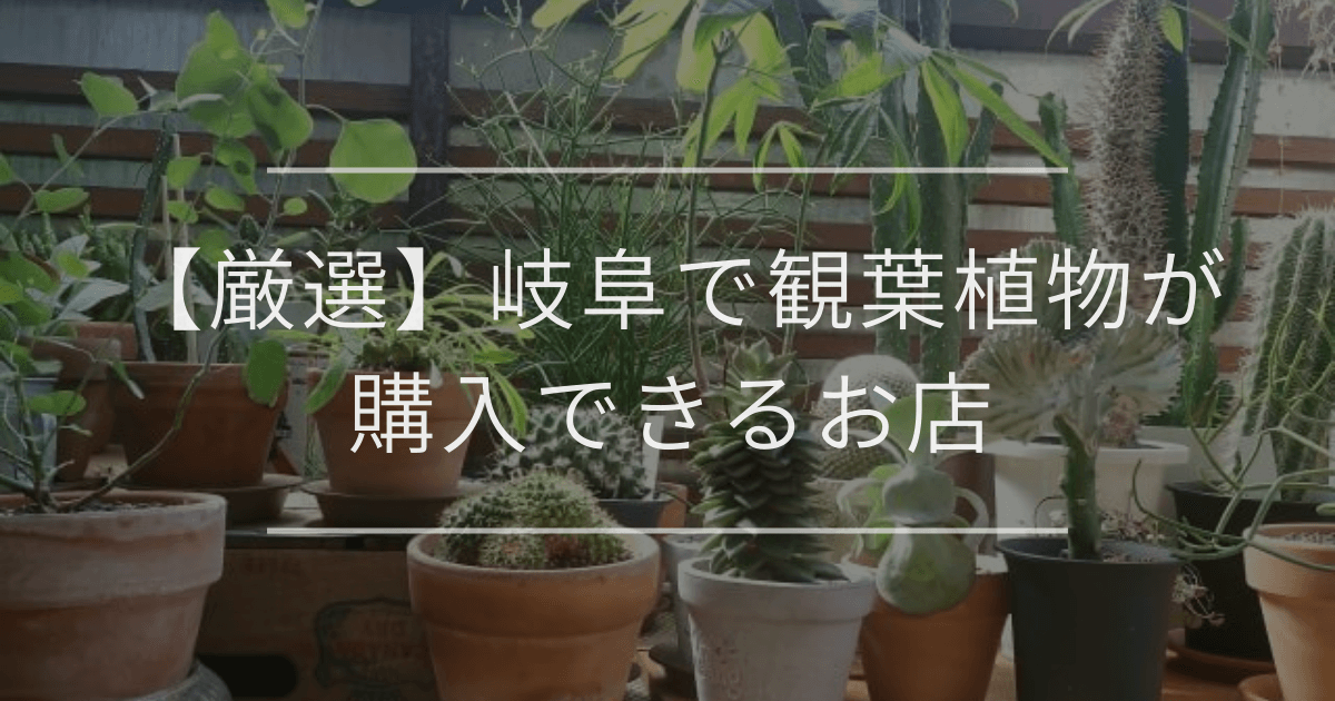 【厳選】岐阜で観葉植物が購入できるお店