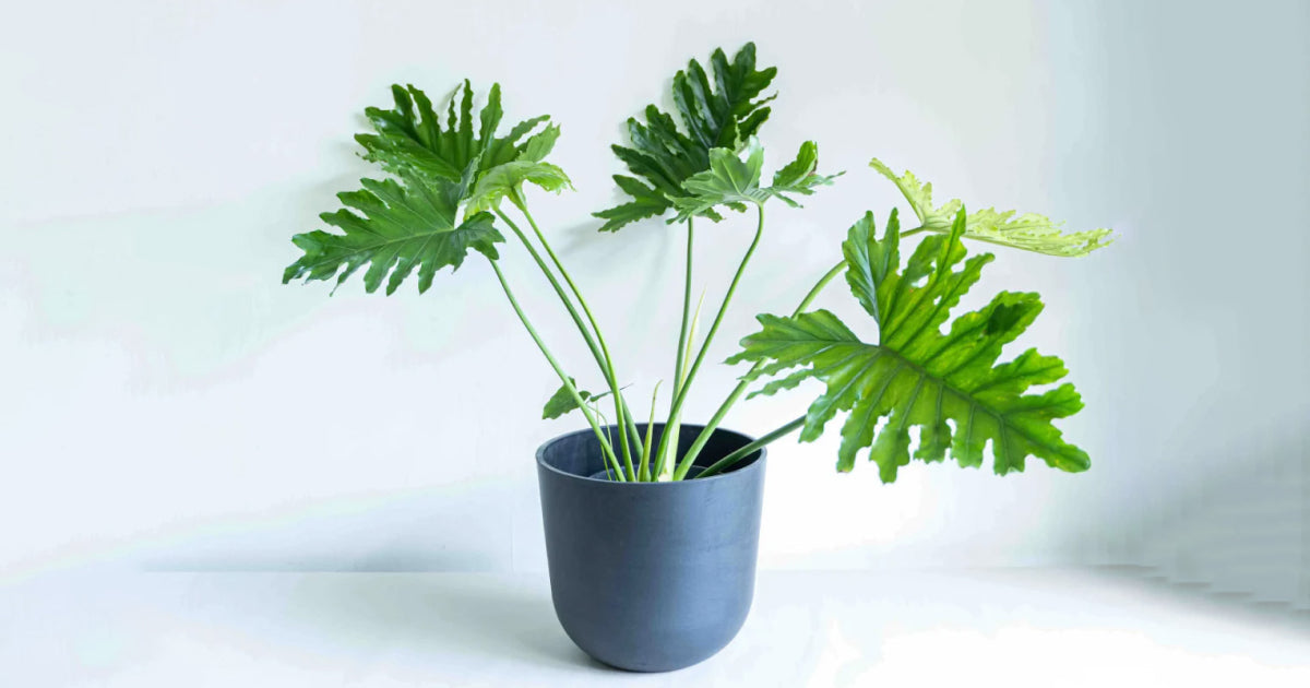 フィロデンドロンセロームの育て方