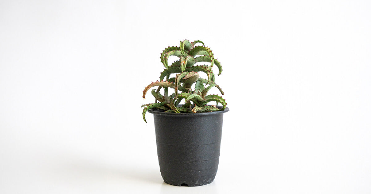 アロエ・カスティロニアエの育て方｜枯らさないコツや増やし方