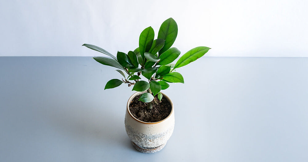 フィカス・キアティスキプラの育て方｜育てるコツやトラブル対処法も解説