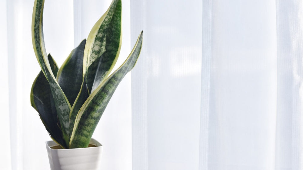 サンスベリア・グランディスの育て方