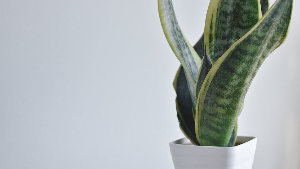 サンスベリア・ホワイトハニーの育て方