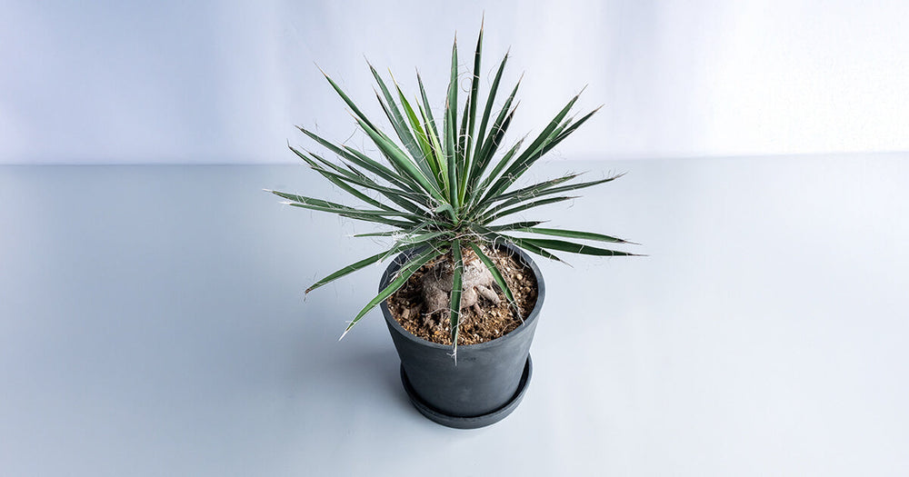 ユッカ・バッカタ（バナナユッカ）の育て方｜増やし方やトラブル対処法