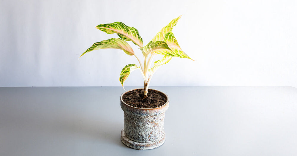 アグラオネマ・ピンクパナマの育て方｜育て方のコツから増やし方まで解説