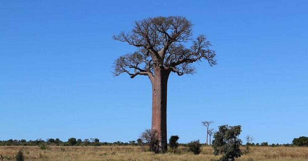 バオバブの育て方