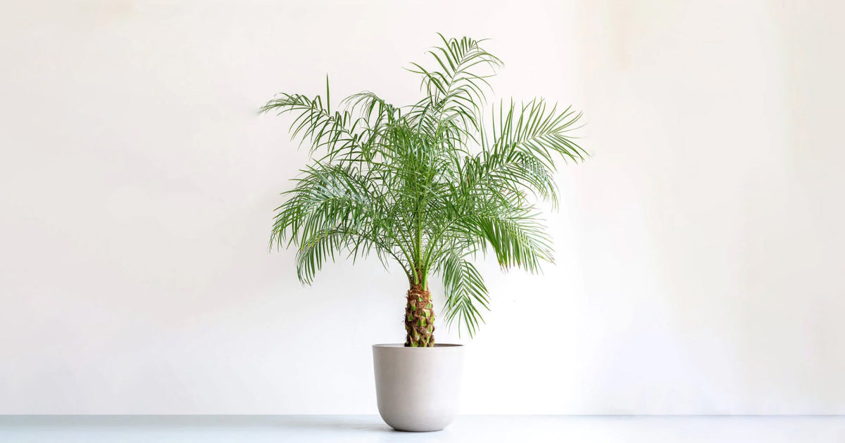 フェニックスの育て方