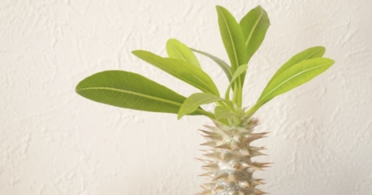 パキポディウム・デンシフローラムの育て方