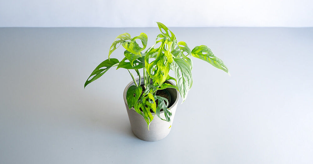 モンステラ・エスケレートの育て方｜枯らさないコツやマドカズラとの違い