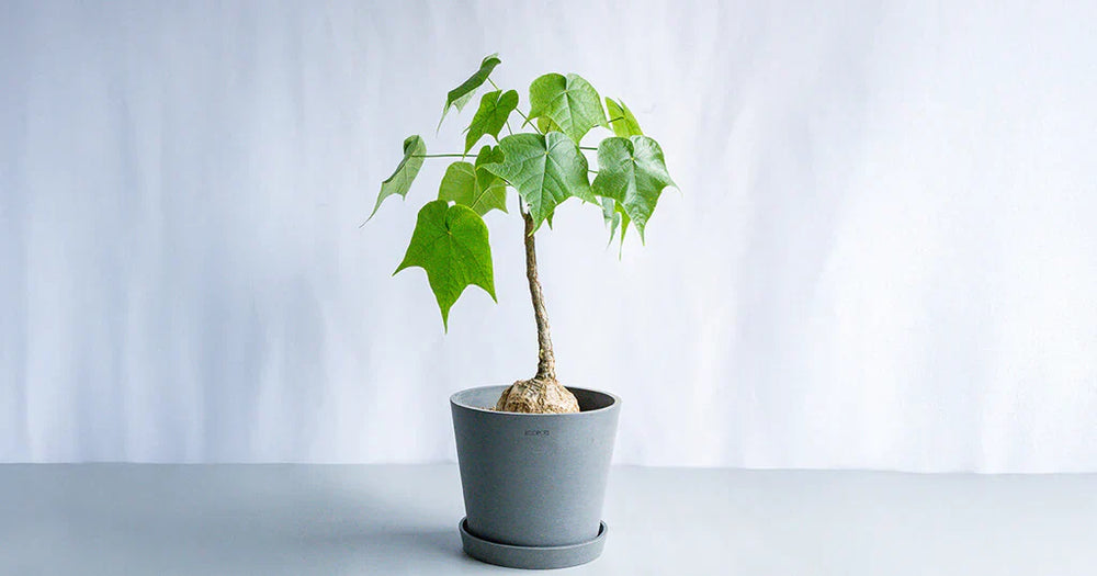 フィルミアナ・コロラータの育て方｜枯らさない水やりや植え替え・増やし方