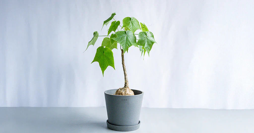 フィルミアナ・コロラータの育て方｜枯らさない水やりや植え替え・増やし方