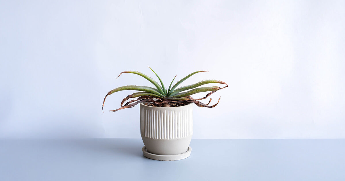 アロエ・スプラフォリアータの育て方｜増やし方やトラブル対処法