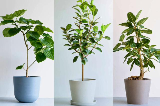 ゴムの木の育て方