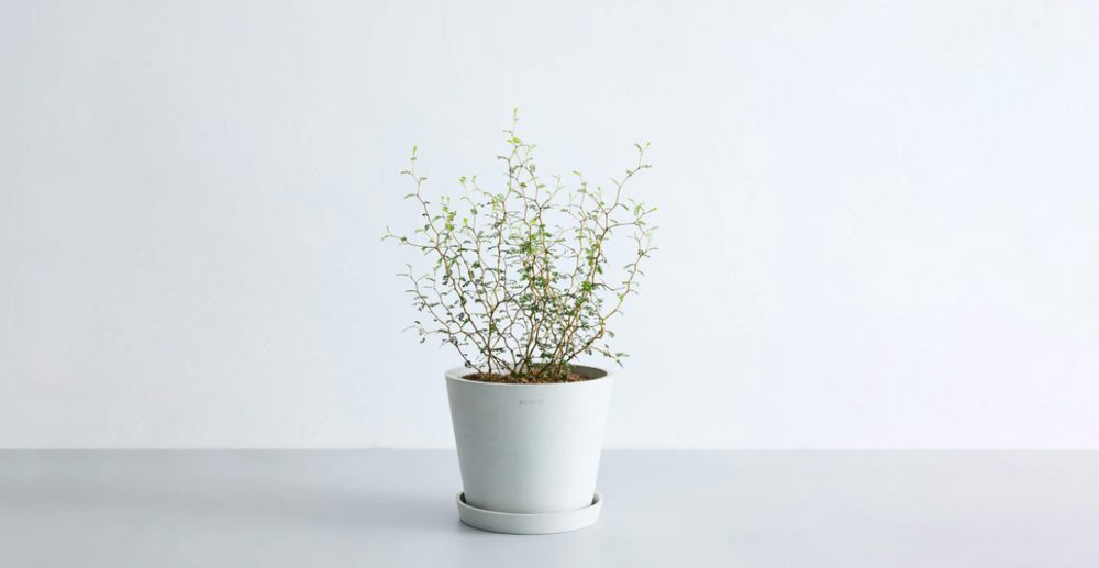 ソフォラの育て方