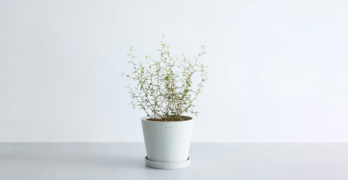 ソフォラの育て方