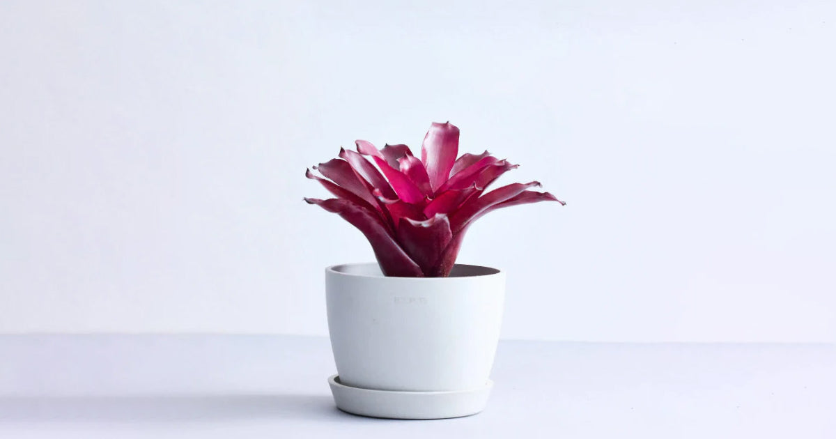 ネオレゲリアの育て方