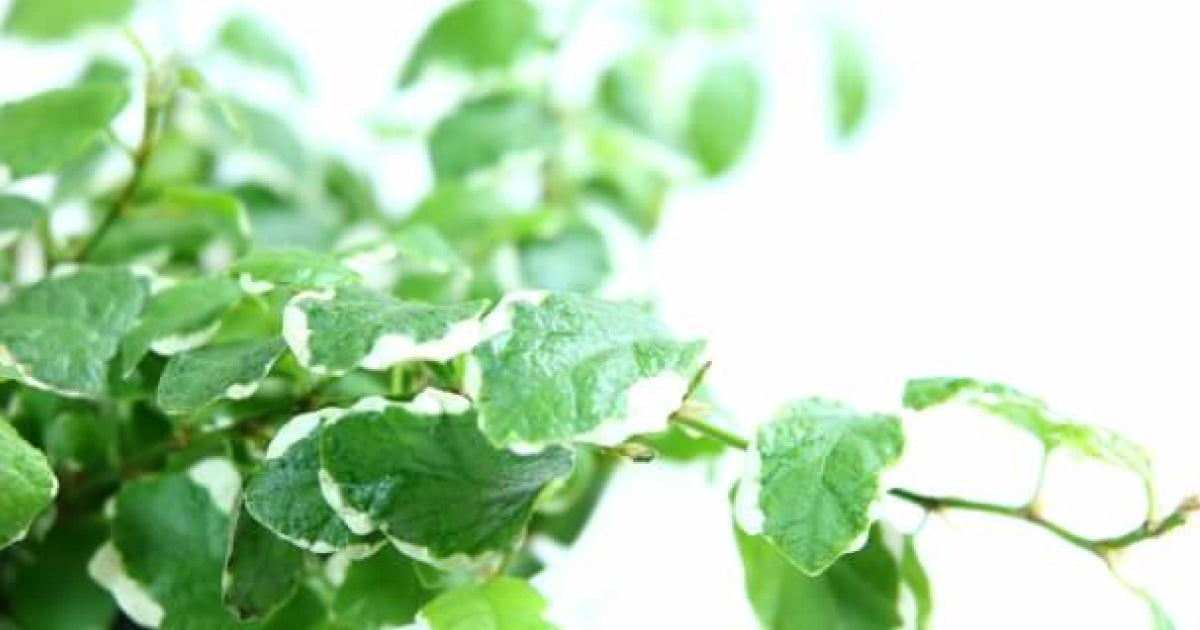 フィカス・プミラの育て方