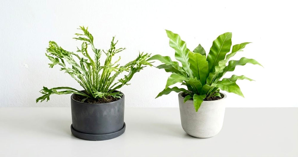 アスプレニウムの育て方｜葉先を枯らさない管理やトラブル対処法