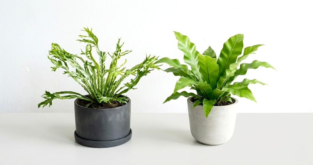 アスプレニウムの育て方｜葉先を枯らさない管理やトラブル対処法