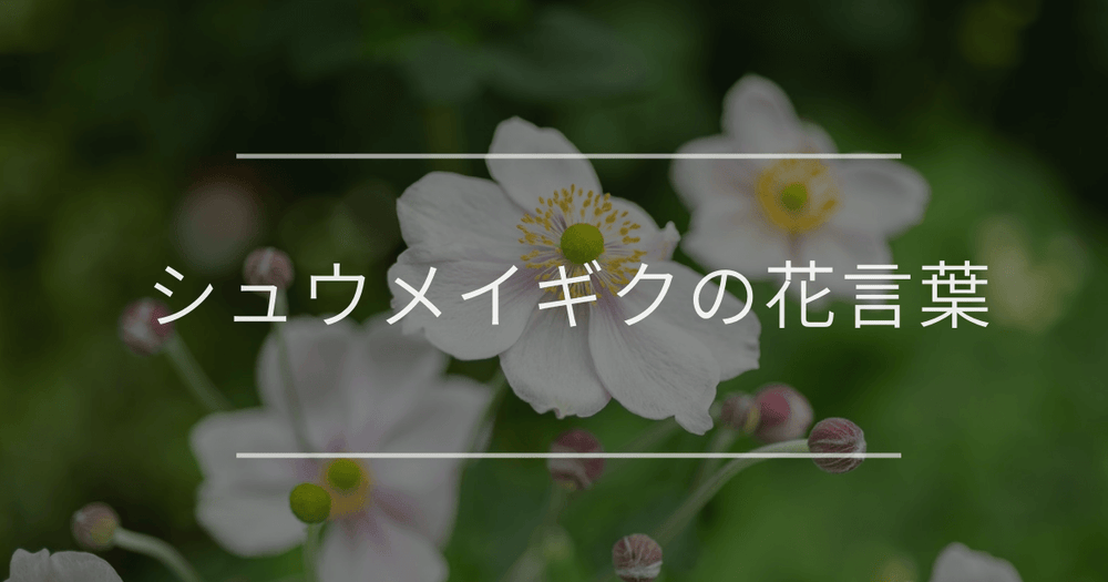 シュウメイギクの花言葉｜特徴や誕生花、名前の由来