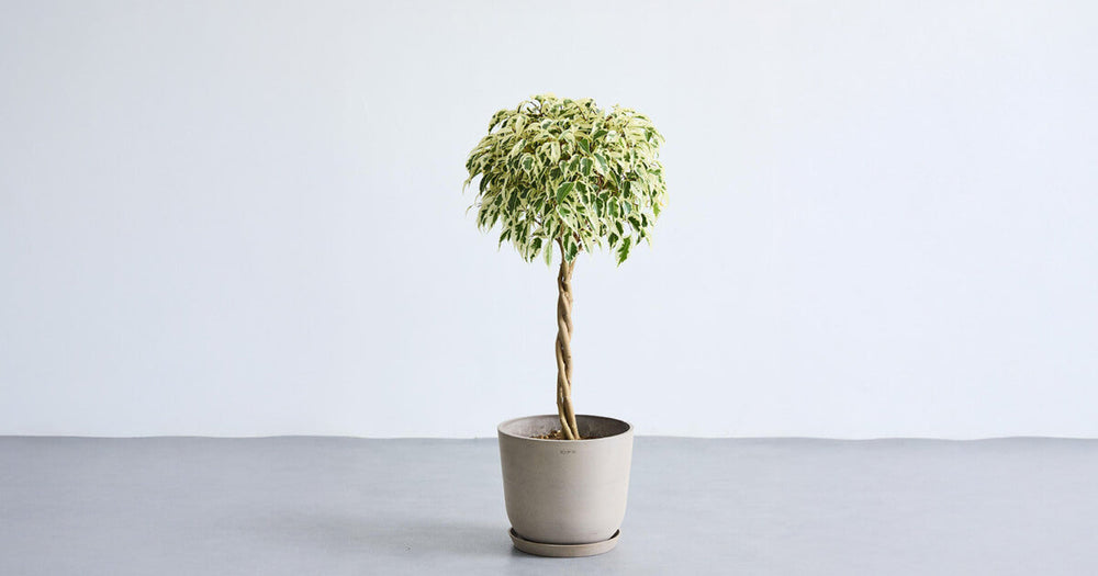 フィカス・ベンジャミン・スターライト・ビューティークイーンの育て方