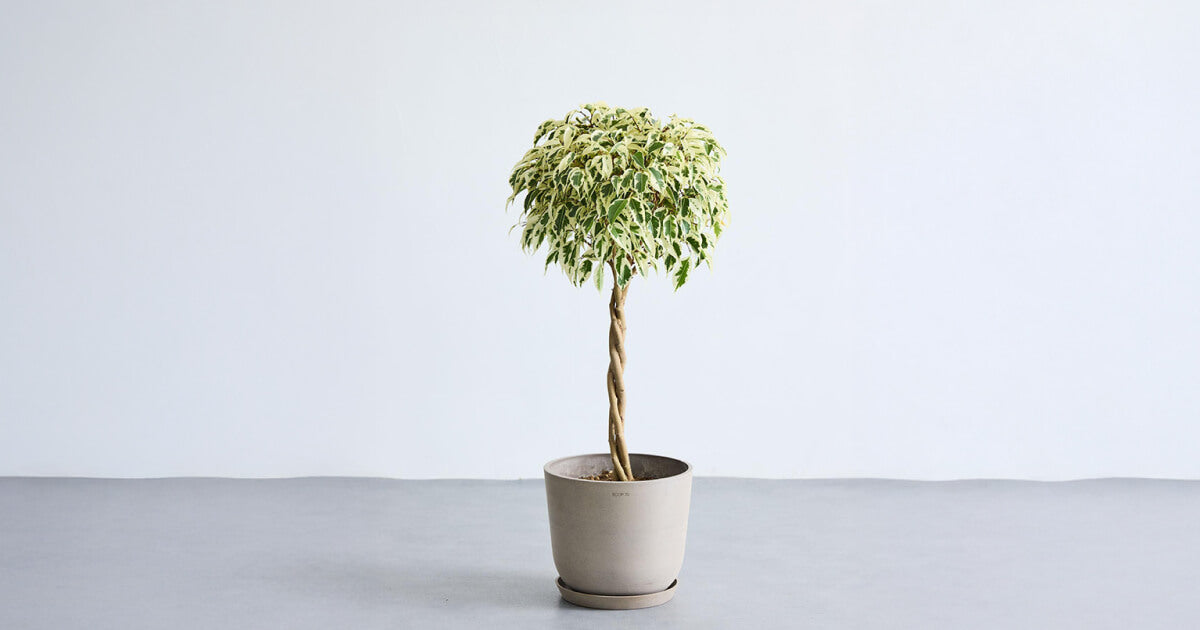 フィカス・ベンジャミン・スターライト・ビューティークイーンの育て方