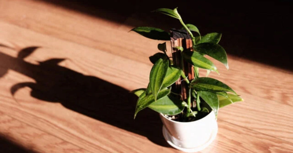 バニラの育て方