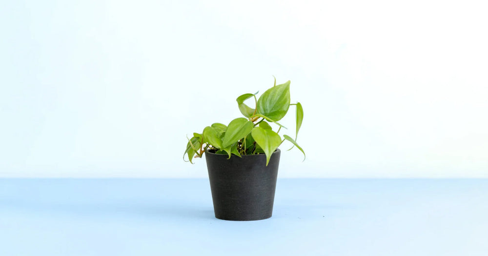 フィロデンドロン・オキシカルジュームの育て方