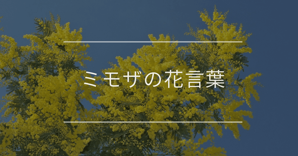 ミモザの花言葉｜色別の花言葉や誕生花、名前の由来について