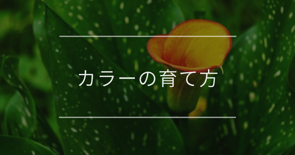 カラーの育て方｜適切な栽培環境とよくあるトラブルの対処法