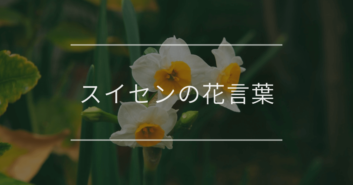 スイセンの花言葉