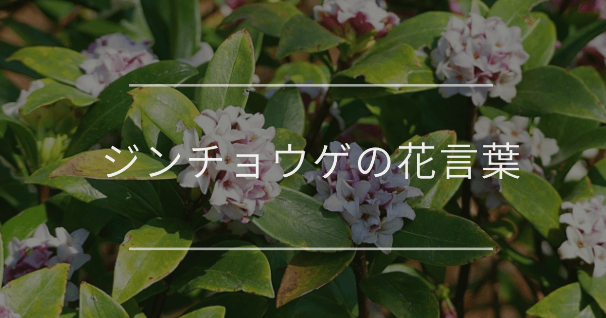 ジンチョウゲの花言葉