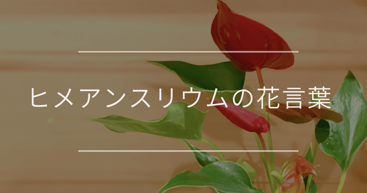 ヒメアンスリウムの花言葉